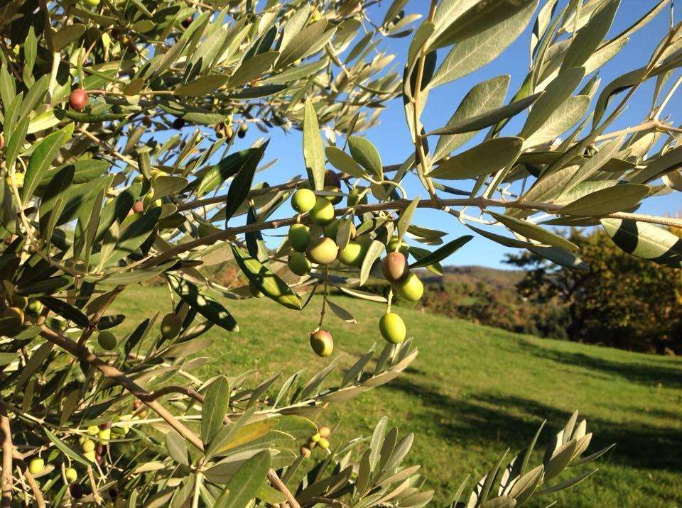Appartamento Tripala